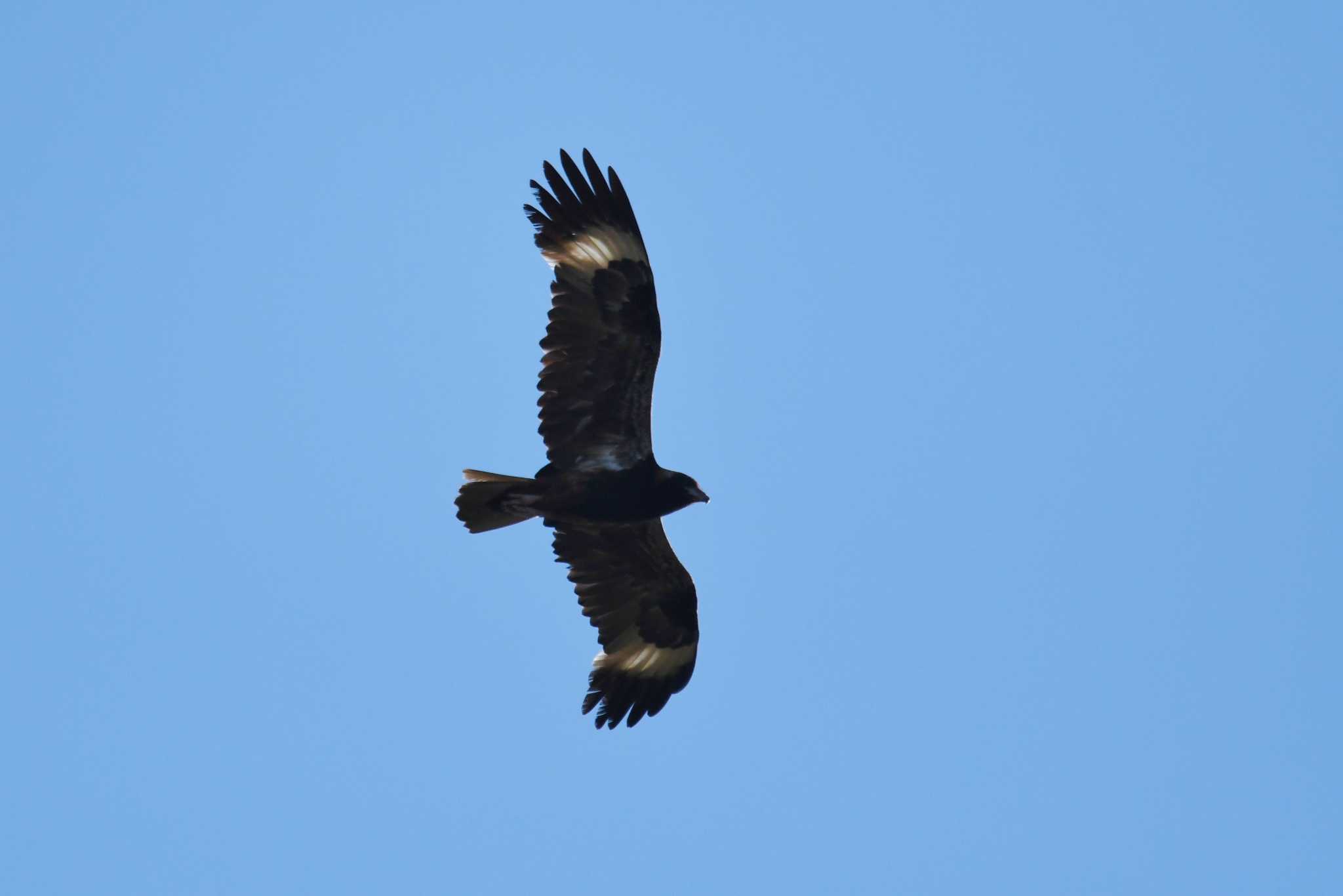 Black-breasted Buzzard