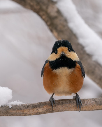 Varied Tit 埼玉県 Sat, 1/18/2020