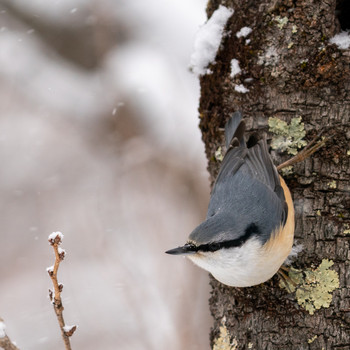 Eurasian Nuthatch 埼玉県 Sat, 1/18/2020