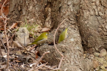 Warbling White-eye 神戸市 Fri, 1/17/2020