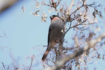 Eurasian Bullfinch 東京都立川市 Mon, 1/13/2020