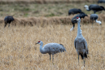 Sandhill Crane Izumi Crane Observation Center Fri, 1/17/2020