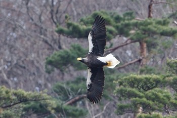 オオワシ 山本山(滋賀県) 撮影日未設定