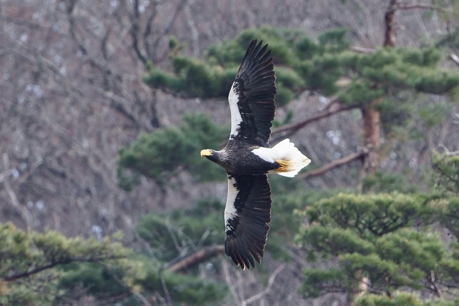 山本山(滋賀県) オオワシの写真