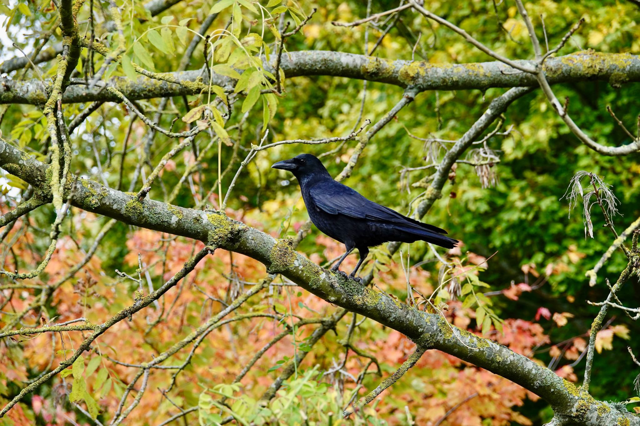 ‎⁨Parc Départemental du Sausset⁩、France ハシボソガラスの写真 by のどか