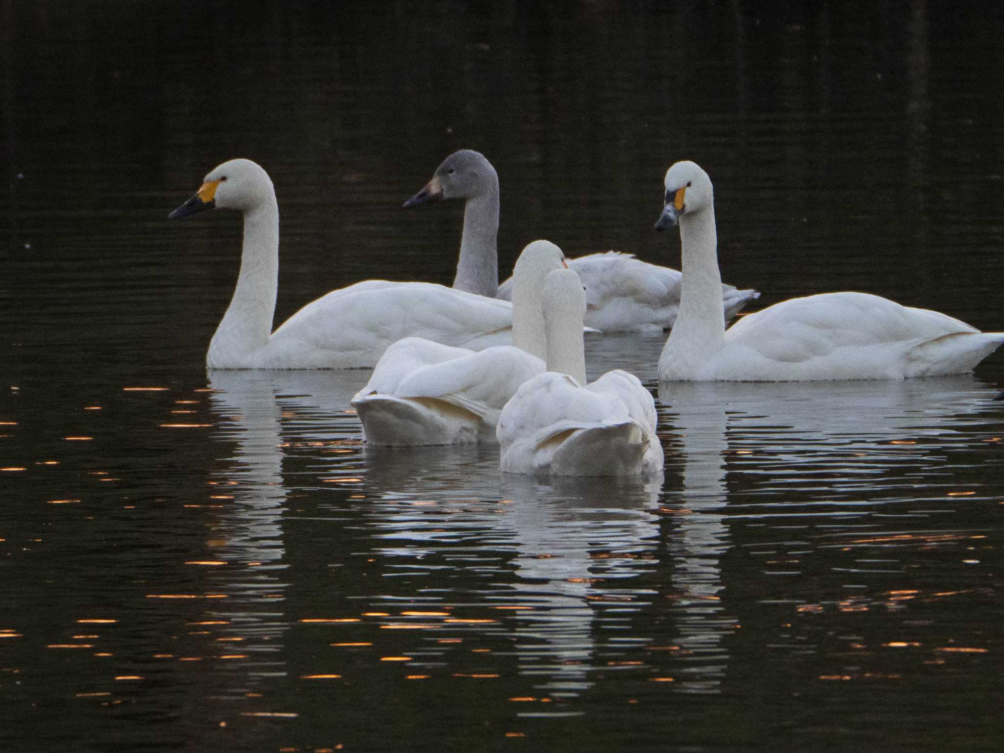 Photo of Tundra Swan at 越辺川(埼玉県川島町) by ryokawameister