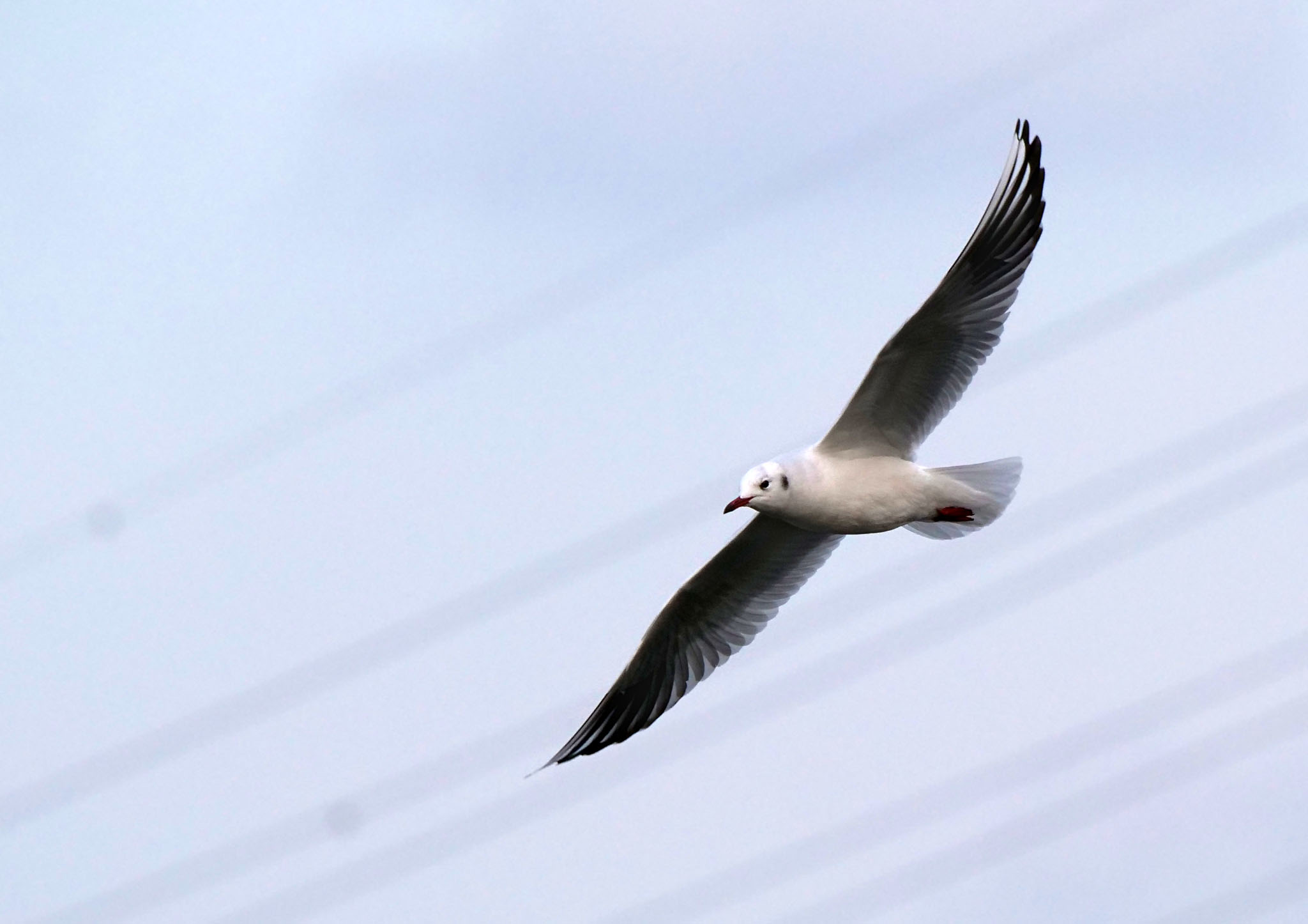 Photo of Black-headed Gull at 荒川生物生態園(東京都板橋区) by Rothlega