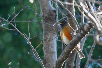 Brown-headed Thrush(orii)