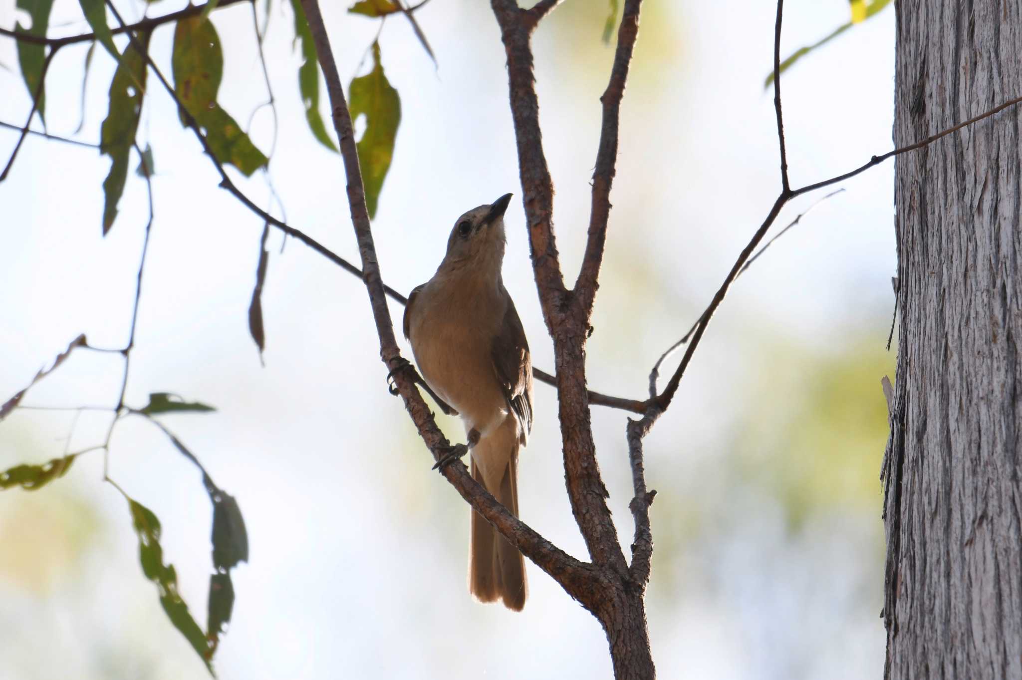 Grey Shrikethrush