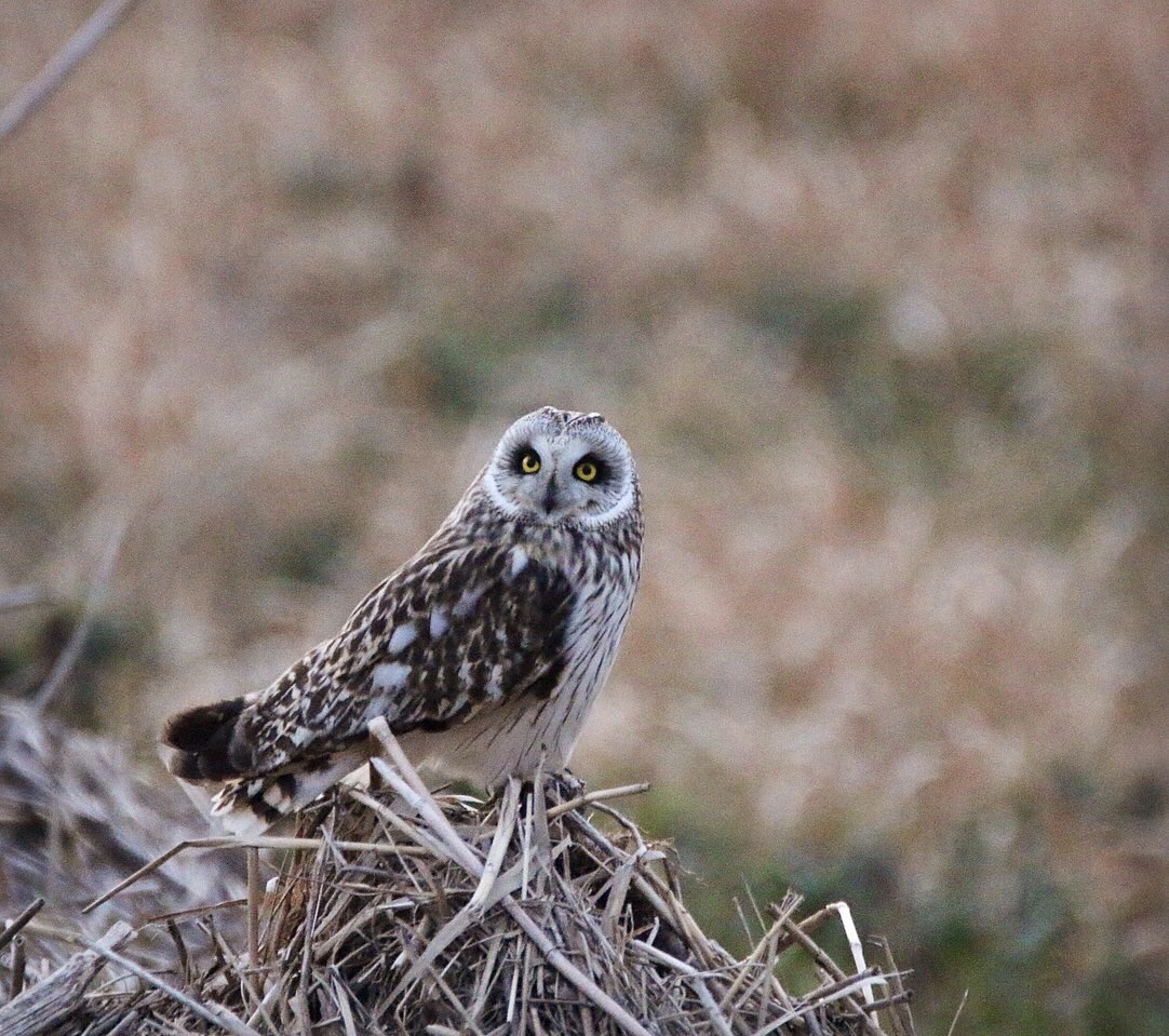 渡良瀬遊水地 コミミズクの写真 by ゴロー