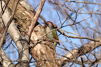 2019年12月8日(日) 柳沢峠の野鳥観察記録