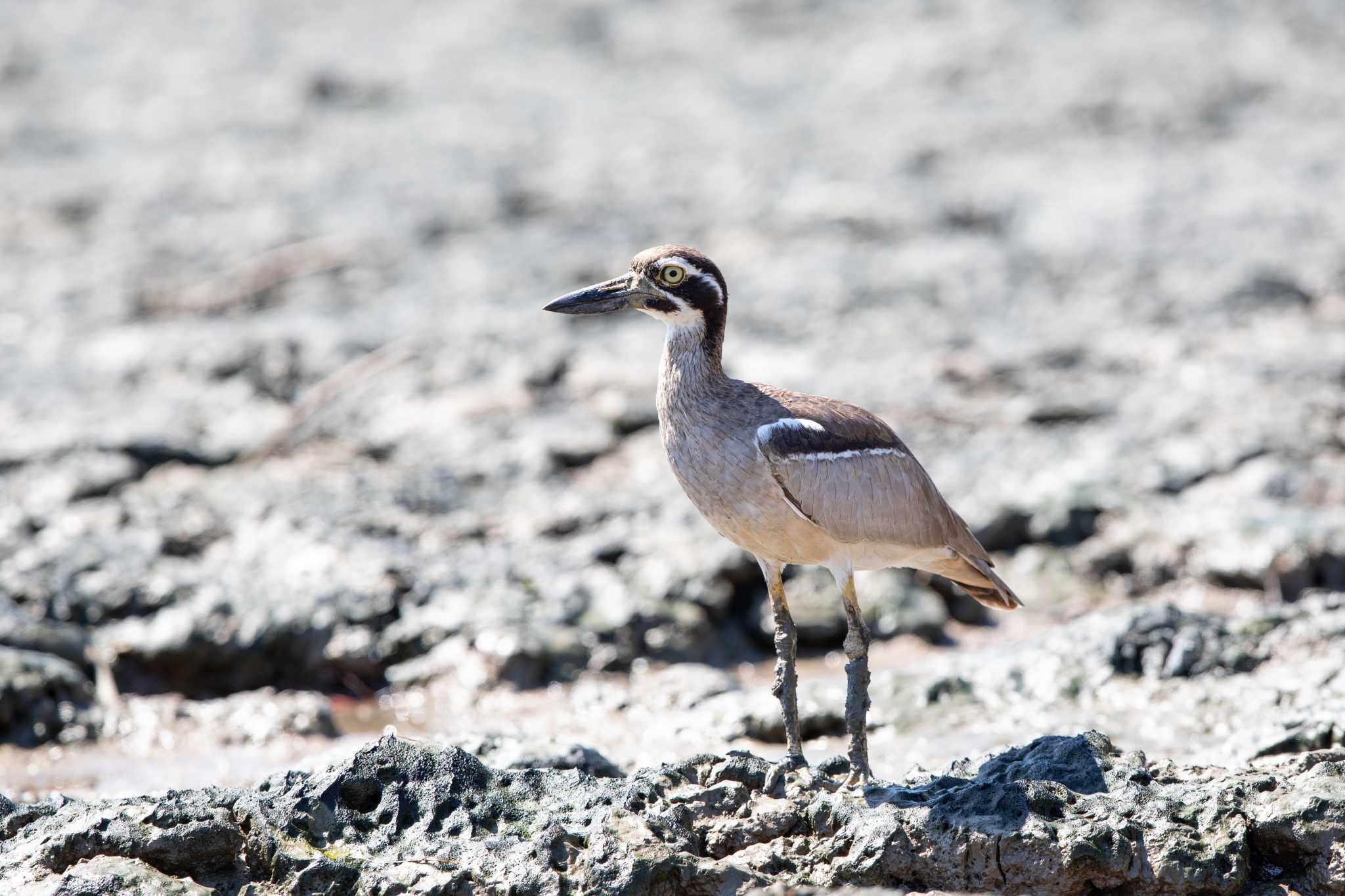 Photo of Beach Stone-curlew at Esplanade(Cairns) by Trio