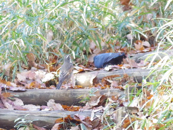 Dusky Thrush 神奈川県川崎市宮前区 Sun, 1/19/2020