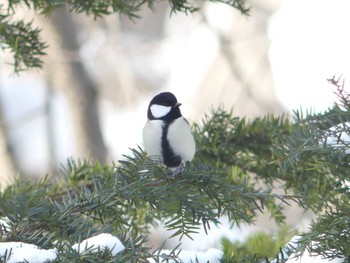 Sun, 1/19/2020 Birding report at 神楽岡公園