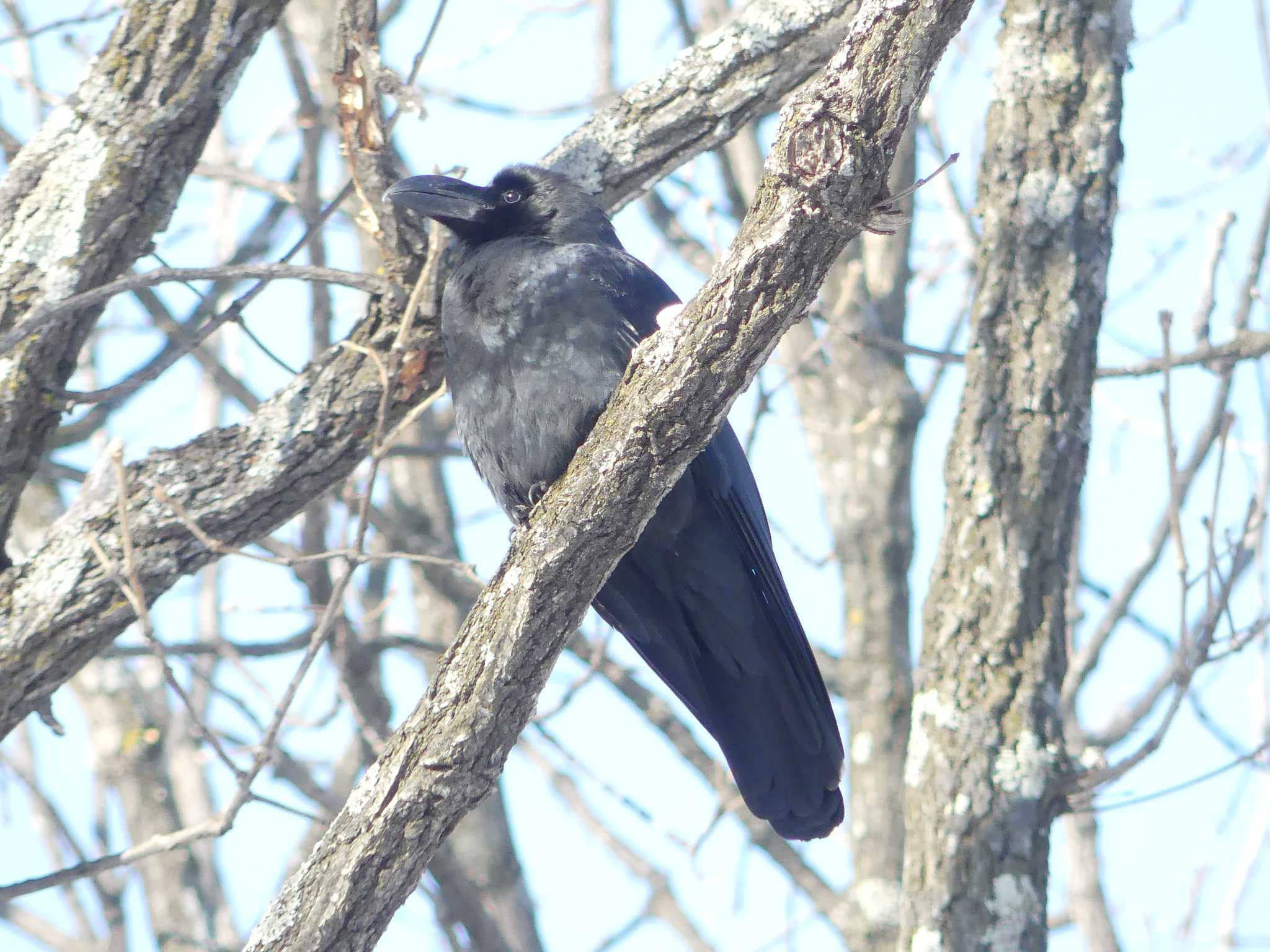 Large-billed Crow