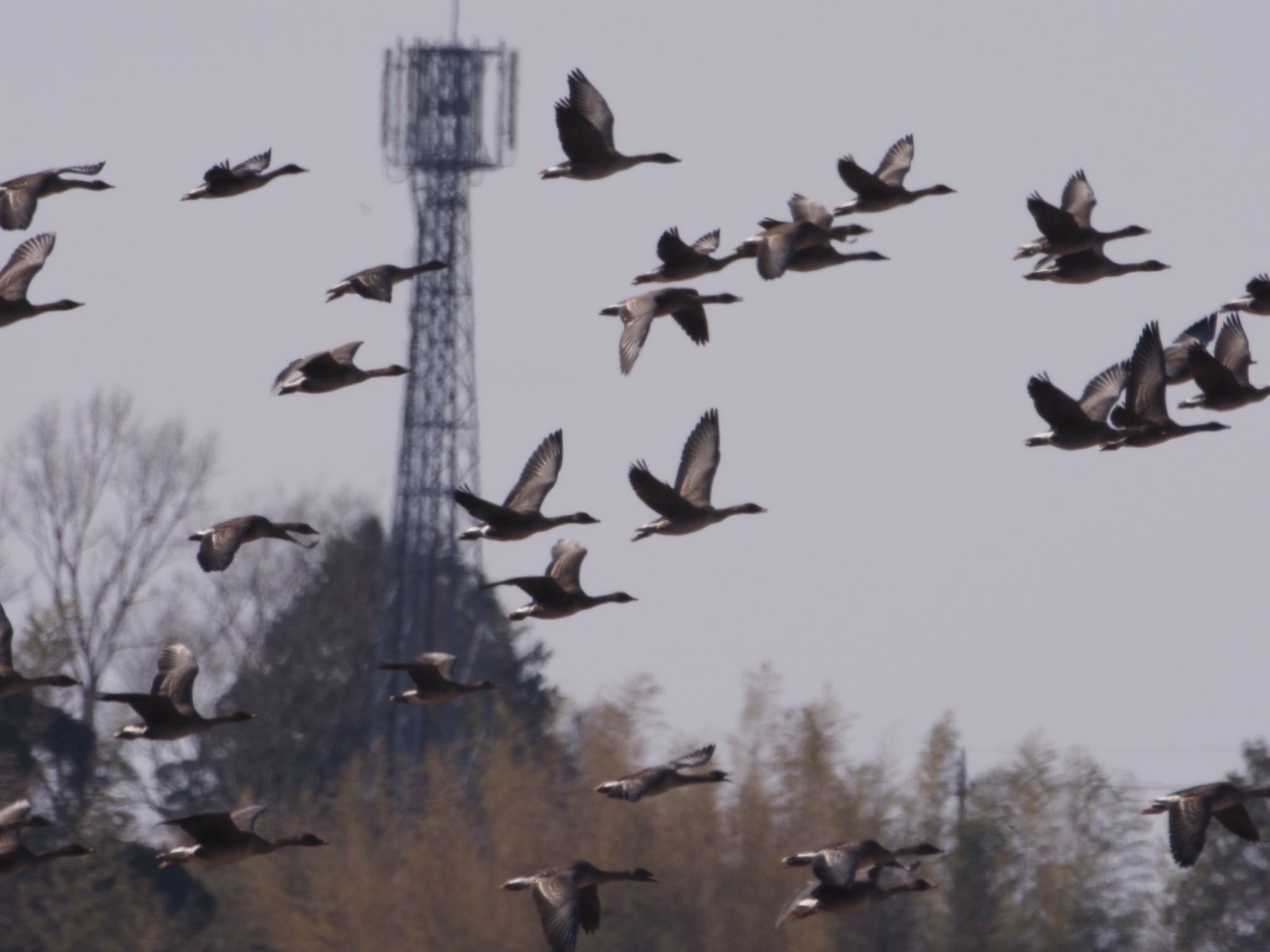 Photo of Taiga Bean Goose at Inashiki by ふなきち