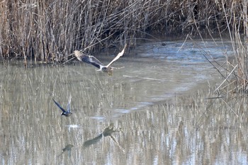 Eurasian Goshawk 東大阪 Sun, 1/19/2020