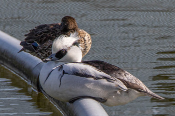 Smew 奈良市水上池 Sat, 1/18/2020