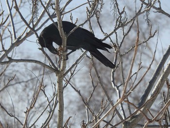 ハシブトガラス 真駒内公園 2020年1月19日(日)