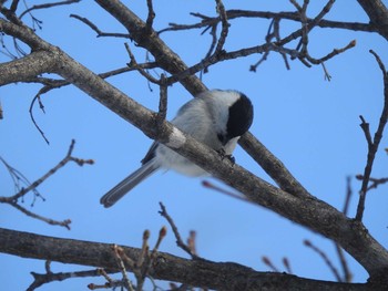 ハシブトガラ 真駒内公園 2020年1月19日(日)