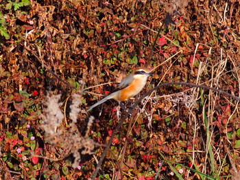 2020年1月19日(日) 引地川親水公園の野鳥観察記録