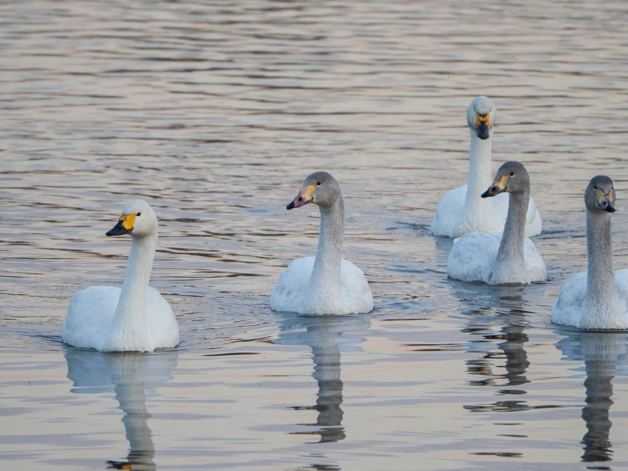 Tundra Swan