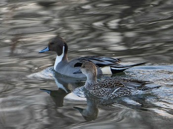 Northern Pintail 越辺川(埼玉県川島町) Mon, 1/13/2020