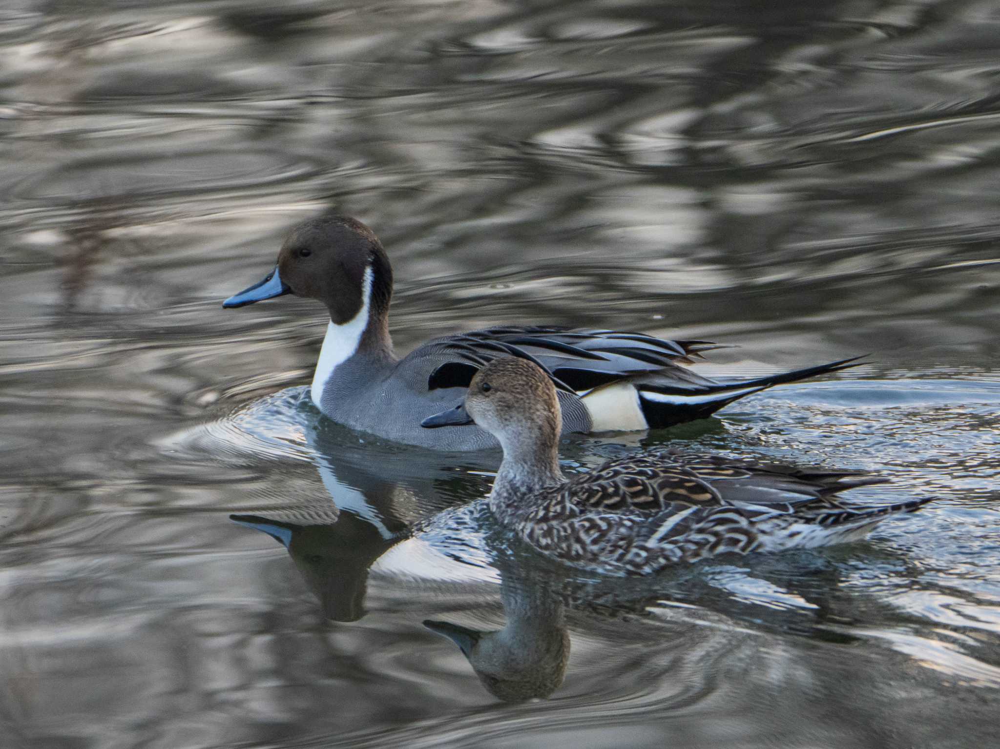 Northern Pintail