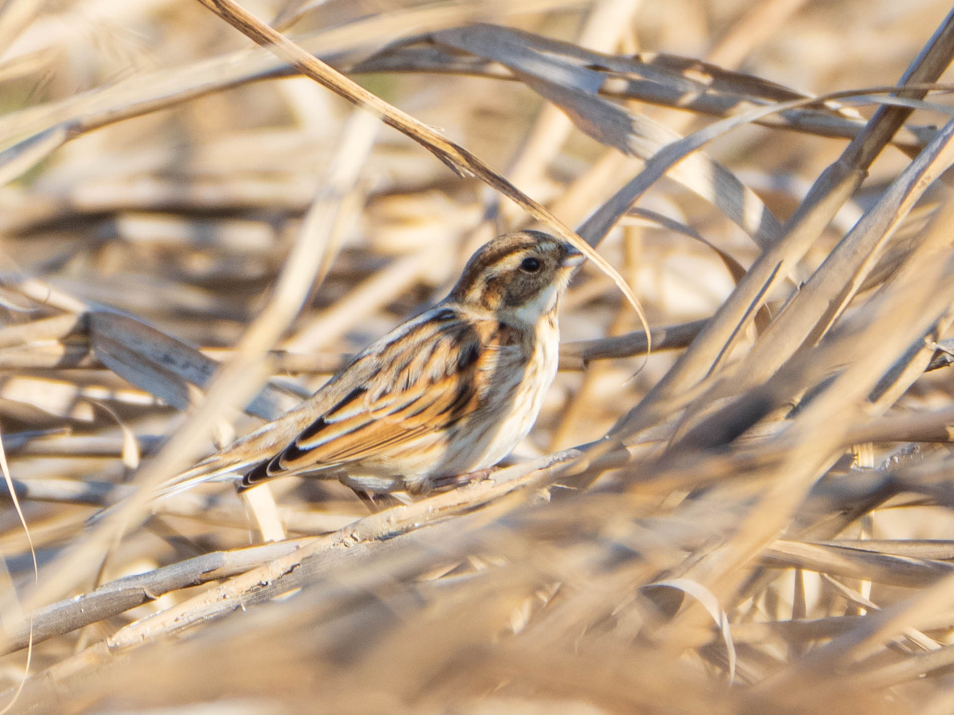 Common Reed Bunting