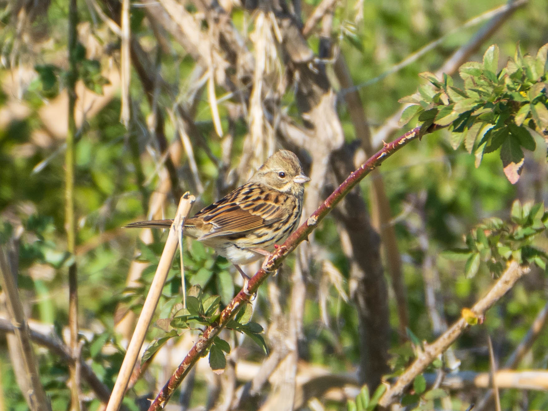 Masked Bunting