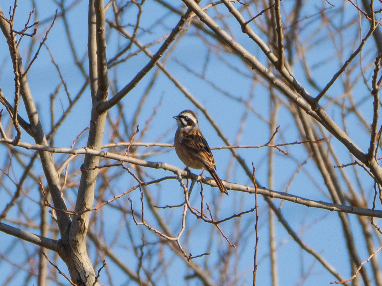 Meadow Bunting