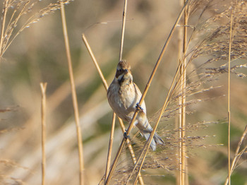 Rustic Bunting 越辺川(埼玉県川島町) Mon, 1/13/2020