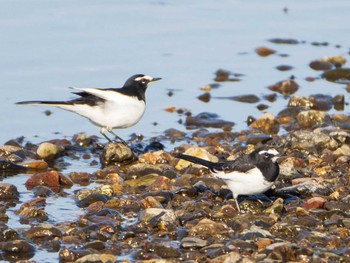 Japanese Wagtail 越辺川(埼玉県川島町) Mon, 1/13/2020