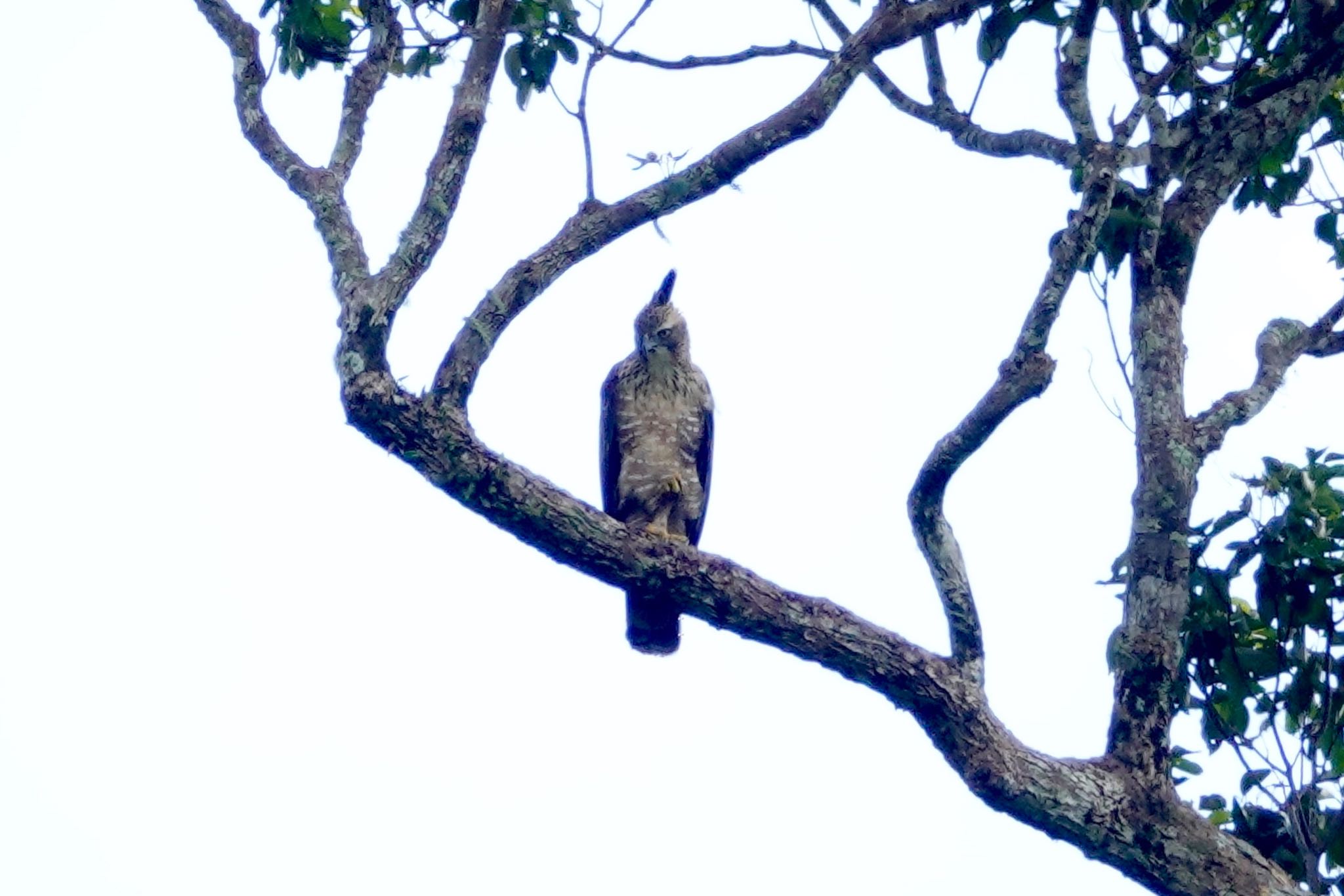 Mountain Hawk-Eagle