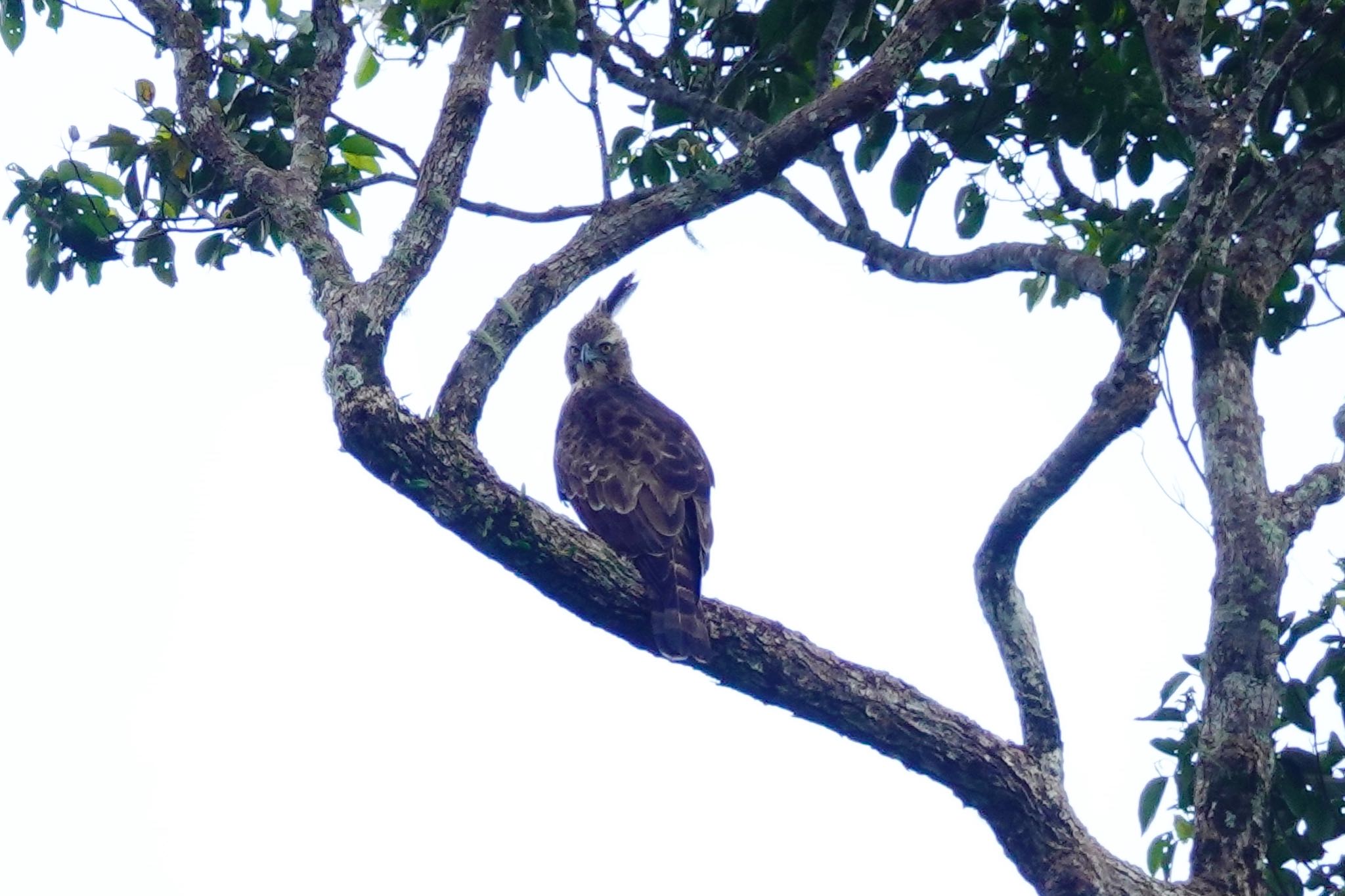 Mountain Hawk-Eagle