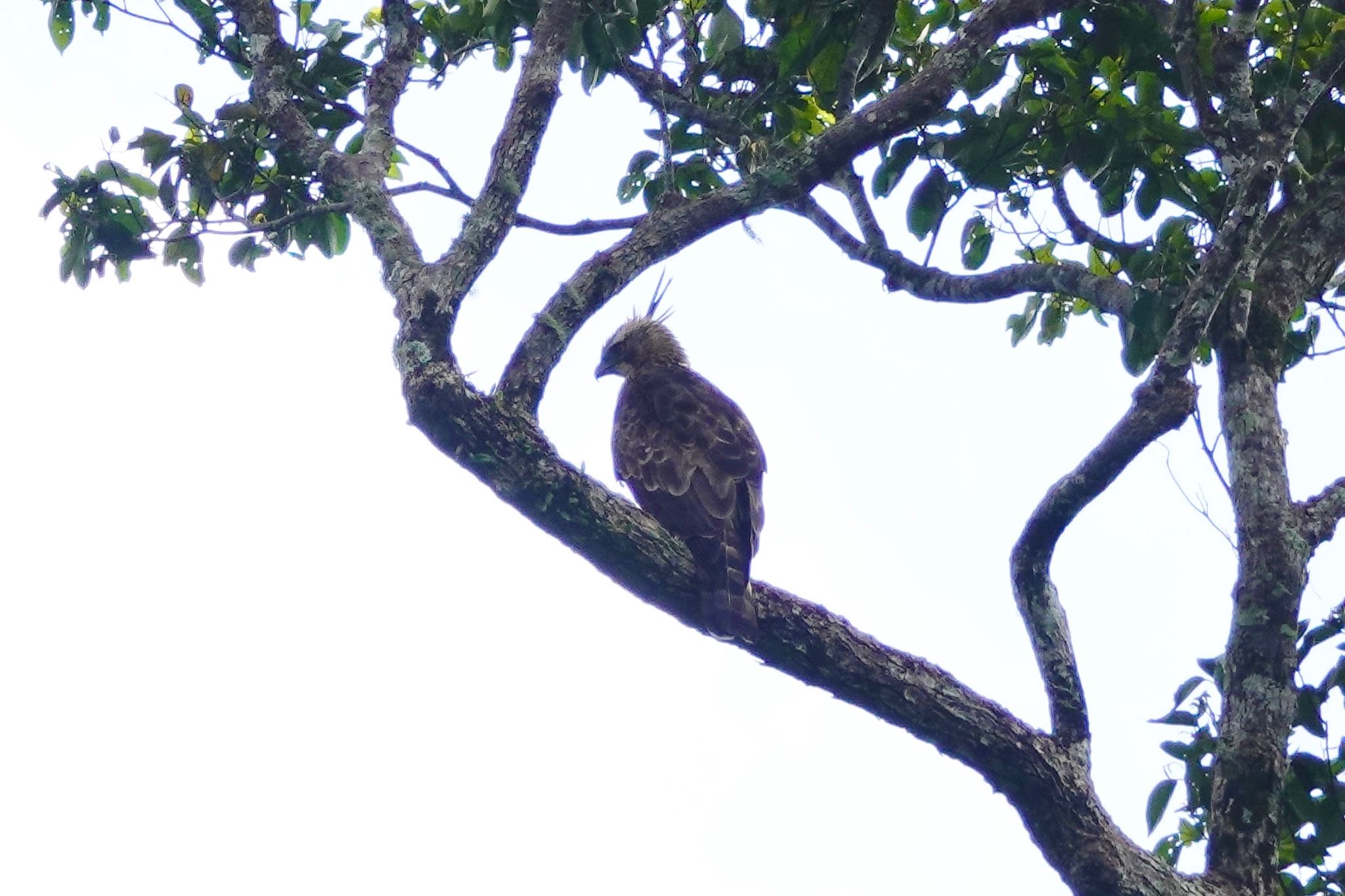 Mountain Hawk-Eagle