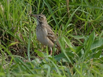 Richard's Pipit Yoron Island Sun, 1/19/2020