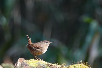 Eurasian Wren 愛知県 Sat, 1/18/2020