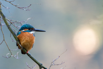 Common Kingfisher Machida Yakushiike Park Sun, 1/19/2020