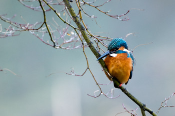 Common Kingfisher Machida Yakushiike Park Sun, 1/19/2020