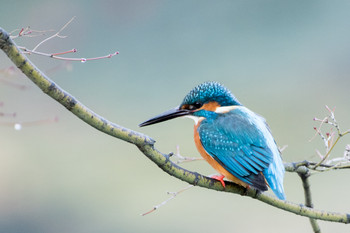 Common Kingfisher Machida Yakushiike Park Sun, 1/19/2020