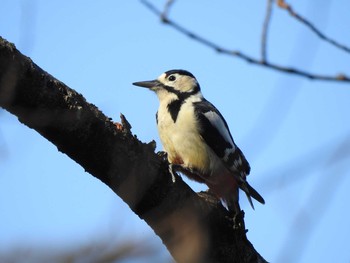 Great Spotted Woodpecker 岡崎市 Sun, 1/19/2020