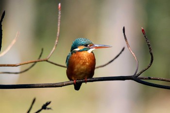 Common Kingfisher Unknown Spots Sun, 1/19/2020