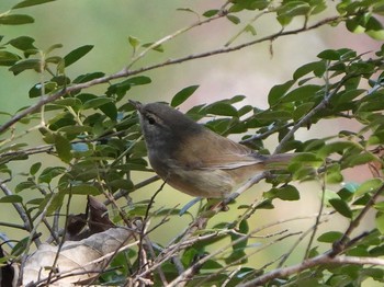 Japanese Bush Warbler 岐阜市 Sun, 1/19/2020