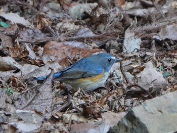 Red-flanked Bluetail 岐阜市 Sun, 1/19/2020