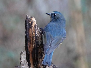 Red-flanked Bluetail 岐阜市 Sun, 1/19/2020