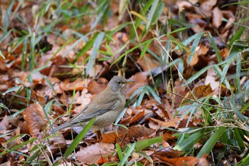 Sun, 1/19/2020 Birding report at 生田緑地