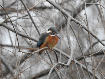 Common Kingfisher こどもの国(横浜市) Sun, 1/19/2020