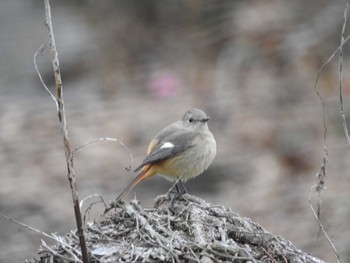 Daurian Redstart こどもの国(横浜市) Sun, 1/19/2020