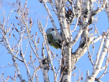 Grey-headed Woodpecker